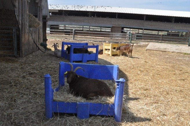 UNADJUSTEDNONRAW_thumb_39d9