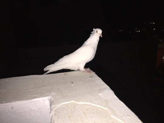 UNADJUSTEDNONRAW_thumb_3aba