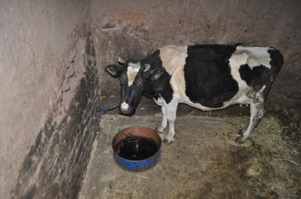 unadjustednonraw_thumb_3c3d