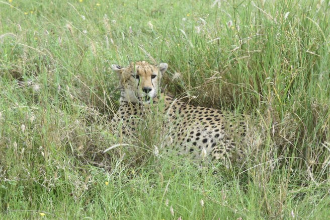 122D0712-7560-4E96-9A10-9310C081888D_1_105_c