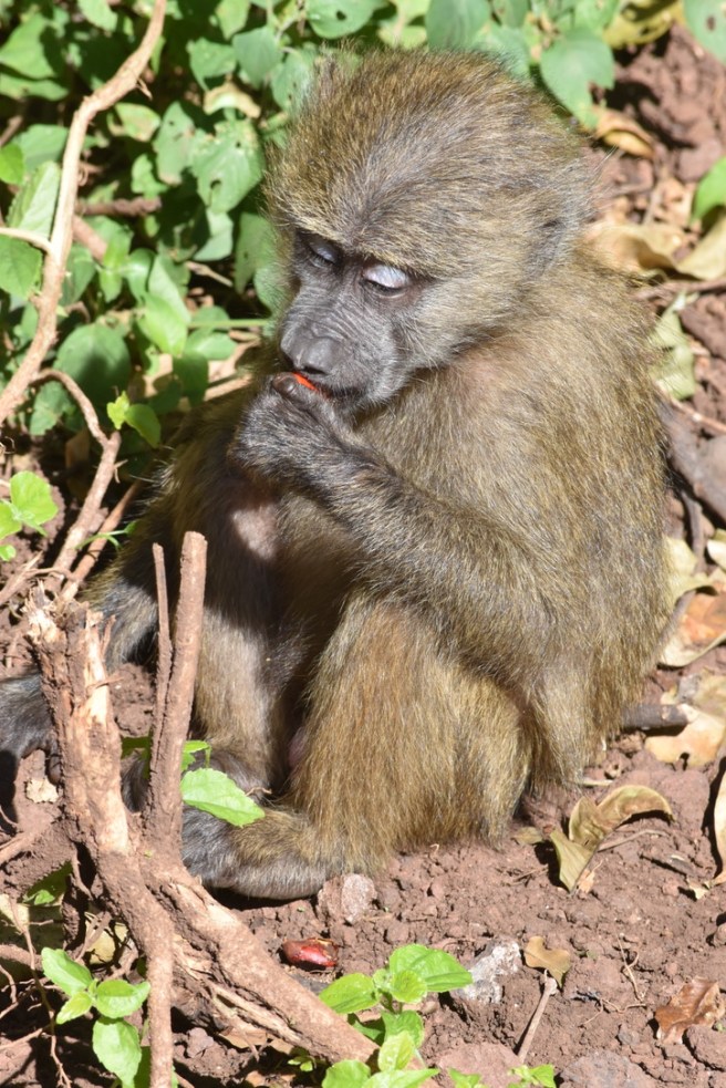 8A6C31B6-17C5-47D5-AD09-02DC88213548_1_105_c